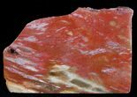 Red Araucaria Petrified Wood Slab #6826-1